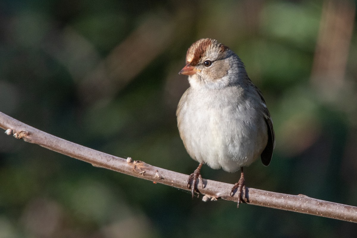 White-crowned Sparrow - ML119407891