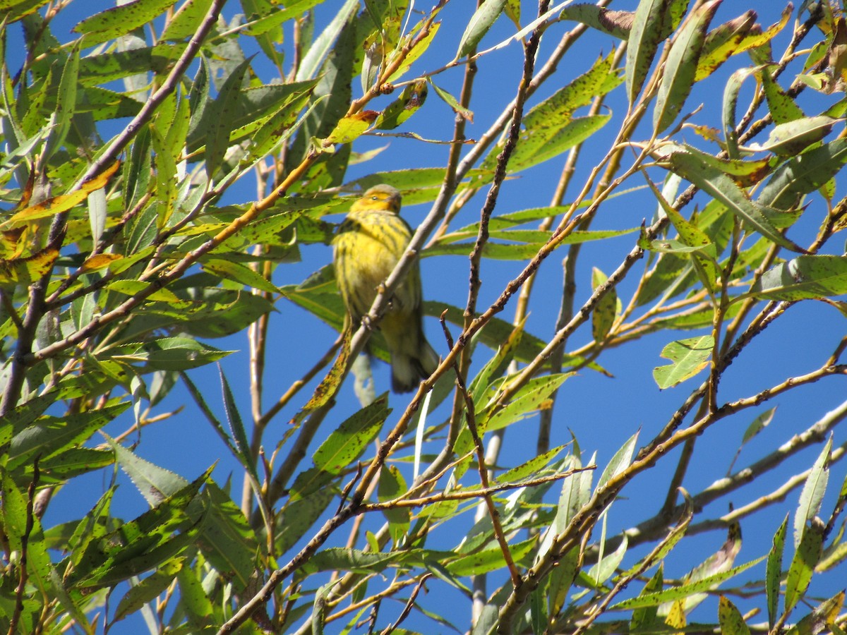Cape May Warbler - ML119410011