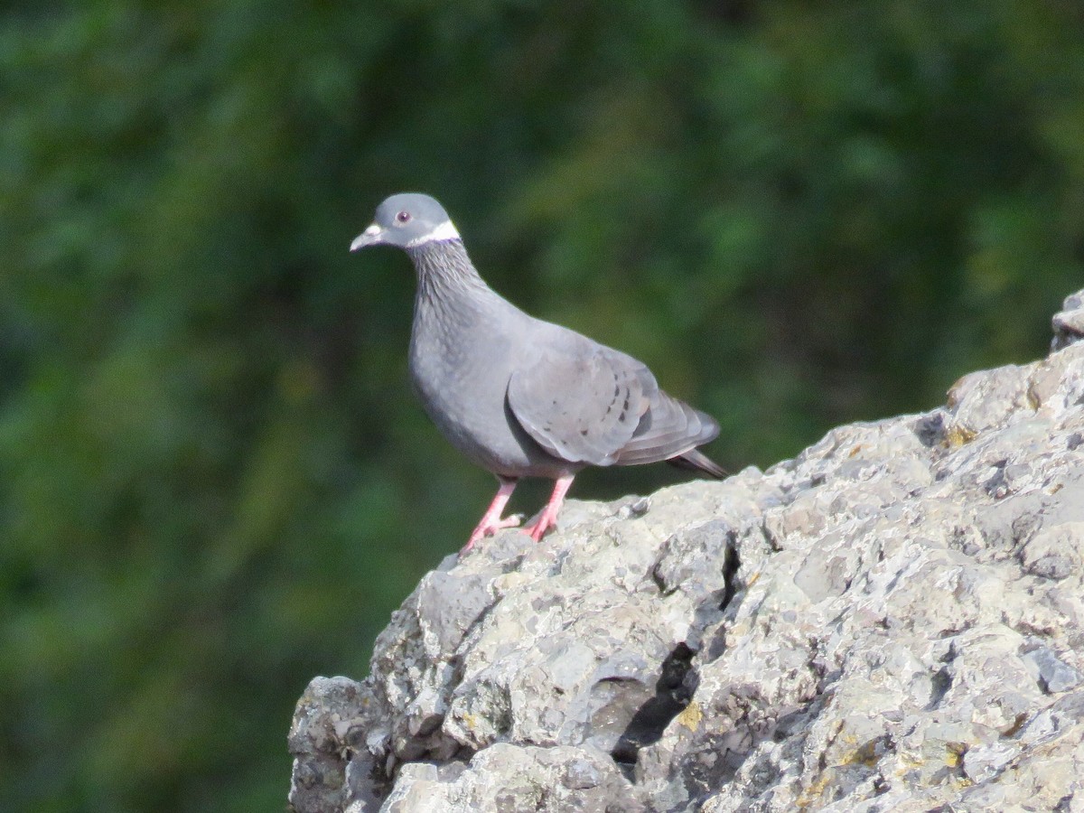 White-collared Pigeon - ML119414471