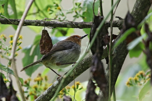 Habitat; Magamba Forest Reserve, West Usambara Mountains, Tanzania. - African Tailorbird - 