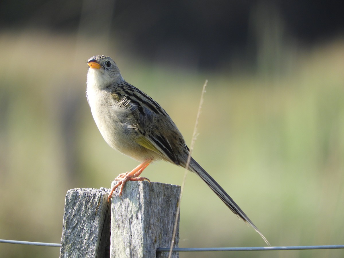 Wedge-tailed Grass-Finch - ML119416191