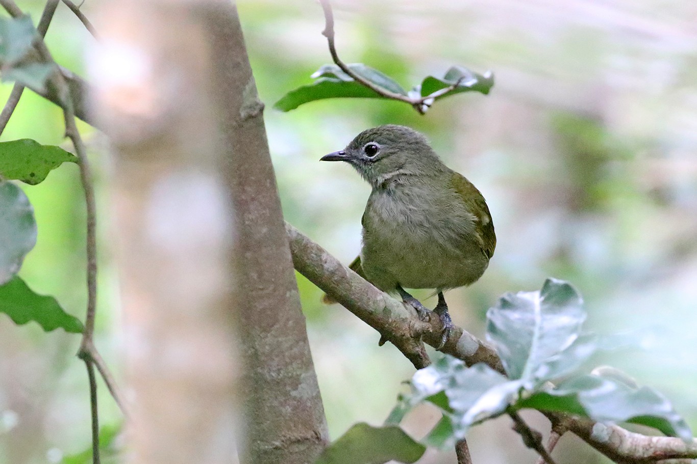 ミドリヒヨドリ Masukuensis Roehli Ebird