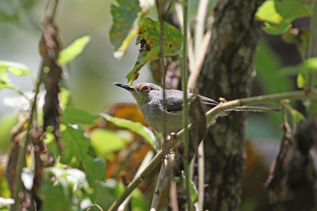 Long-billed Tailorbird (Long-billed) - Charley Hesse TROPICAL BIRDING