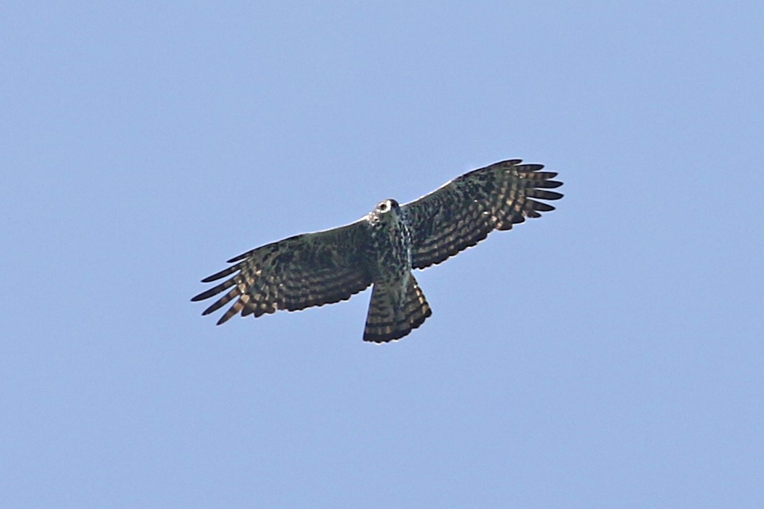 Ayres's Hawk-Eagle - Charley Hesse TROPICAL BIRDING