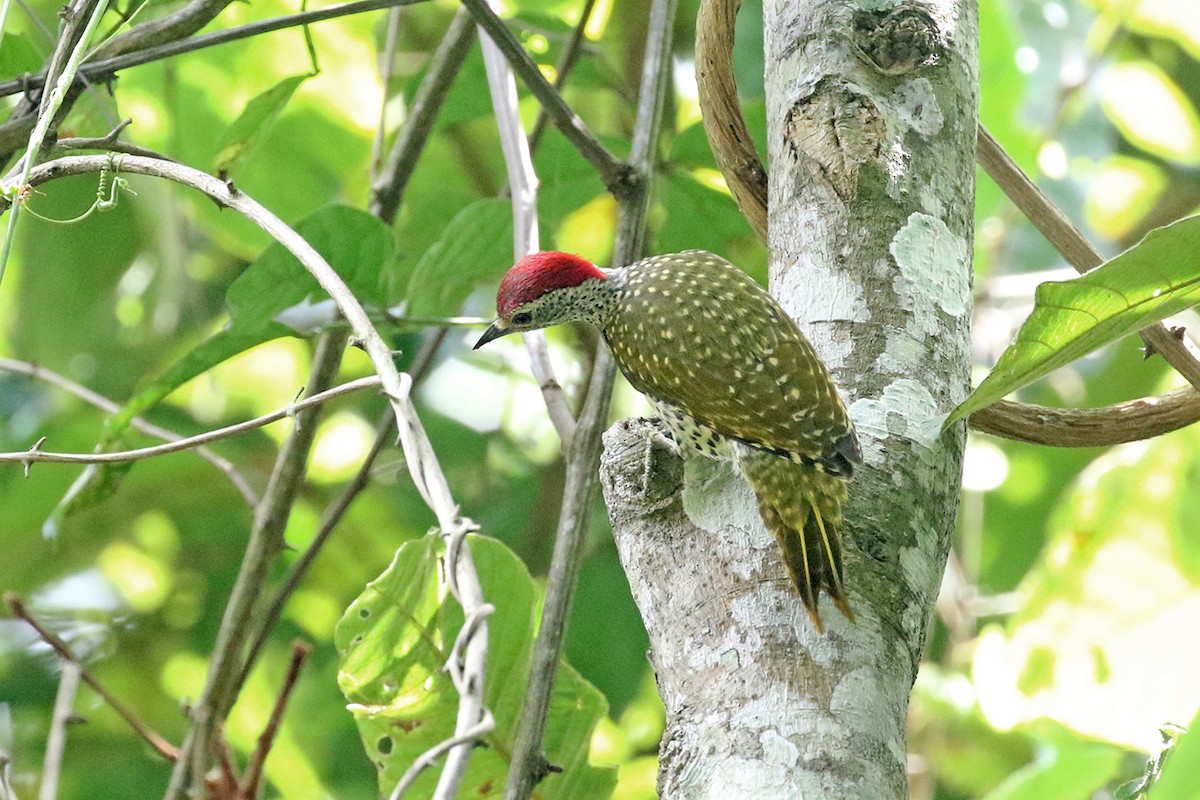 Green-backed Woodpecker - ML119419061