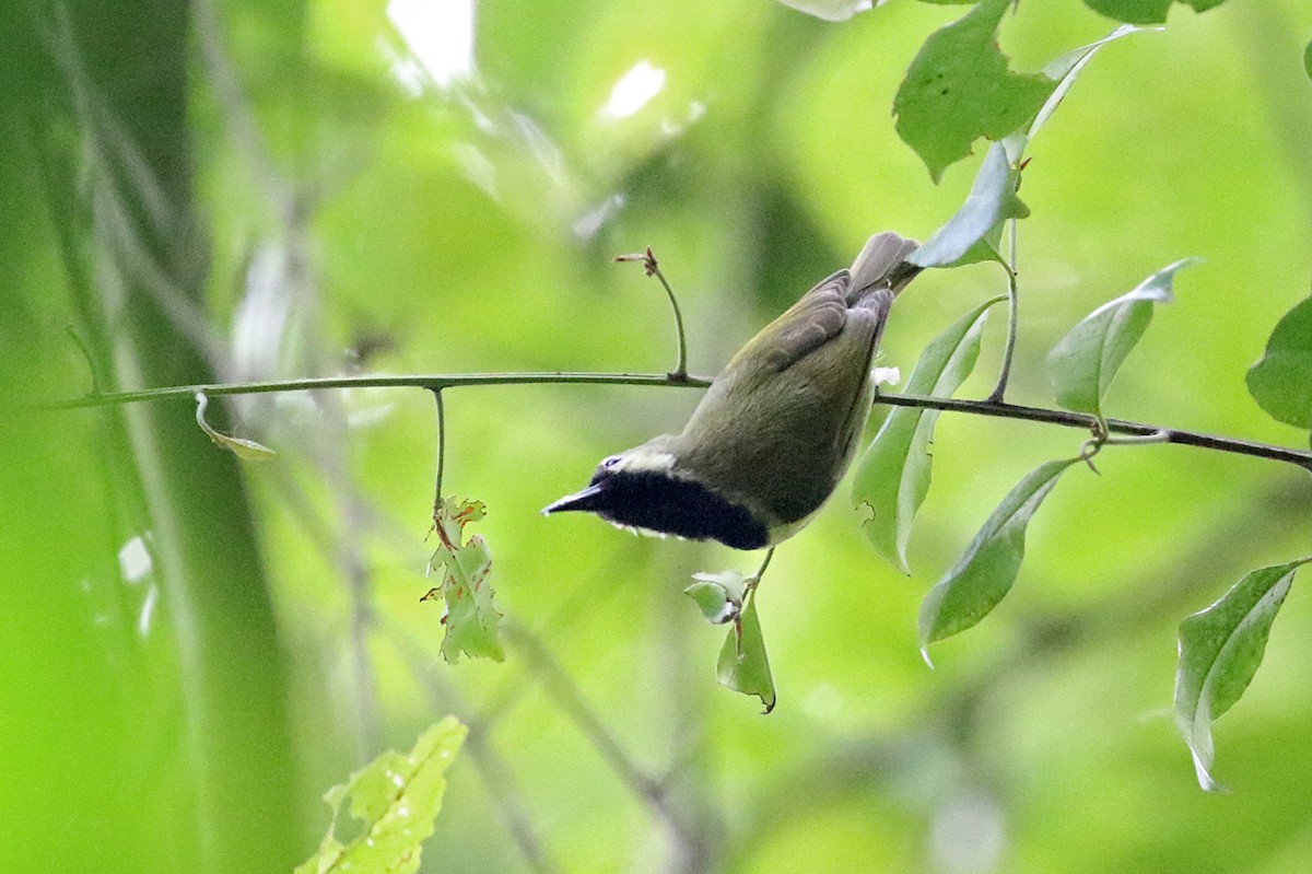 Plain-backed Sunbird - Charley Hesse TROPICAL BIRDING