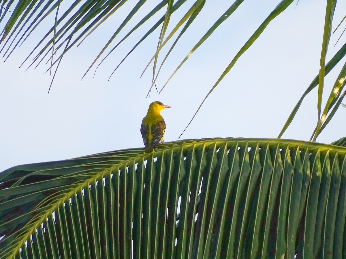 Indian Golden Oriole - ML119419921