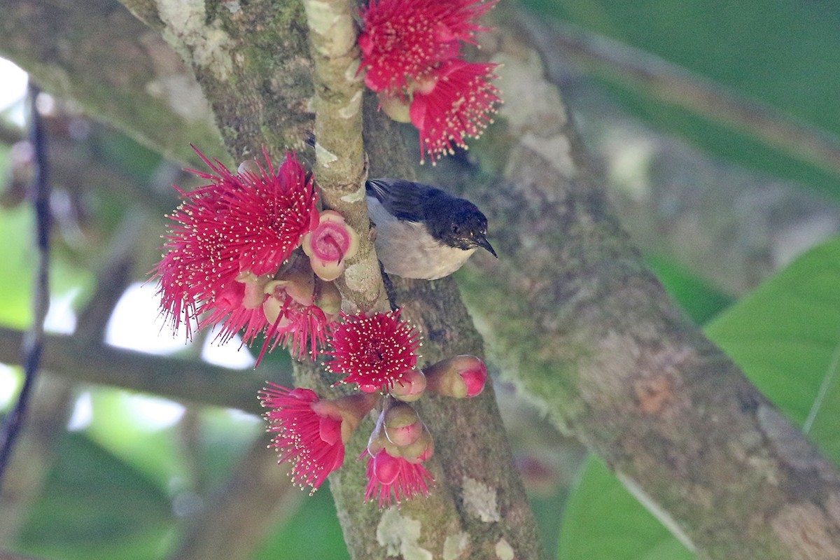 Uluguru Violet-backed Sunbird - Charley Hesse TROPICAL BIRDING