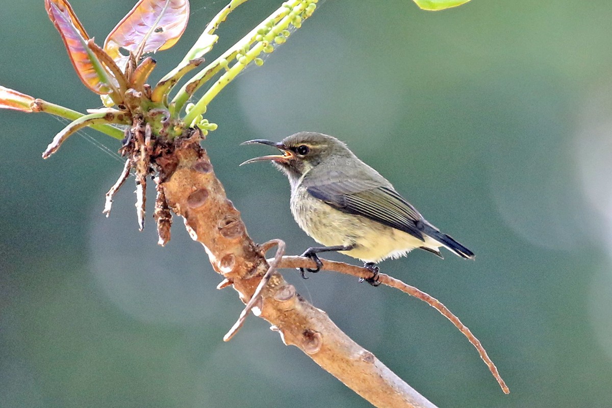 Pemba Sunbird - Charley Hesse TROPICAL BIRDING