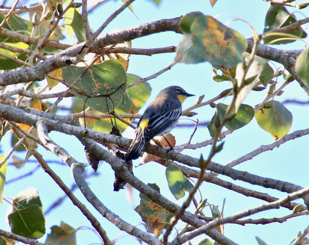 Yellow-rumped Warbler (Audubon's) - Millie and Peter Thomas