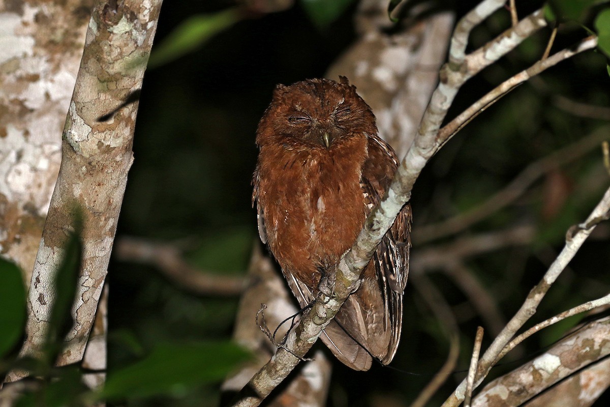 Pemba Scops-Owl - Charley Hesse TROPICAL BIRDING