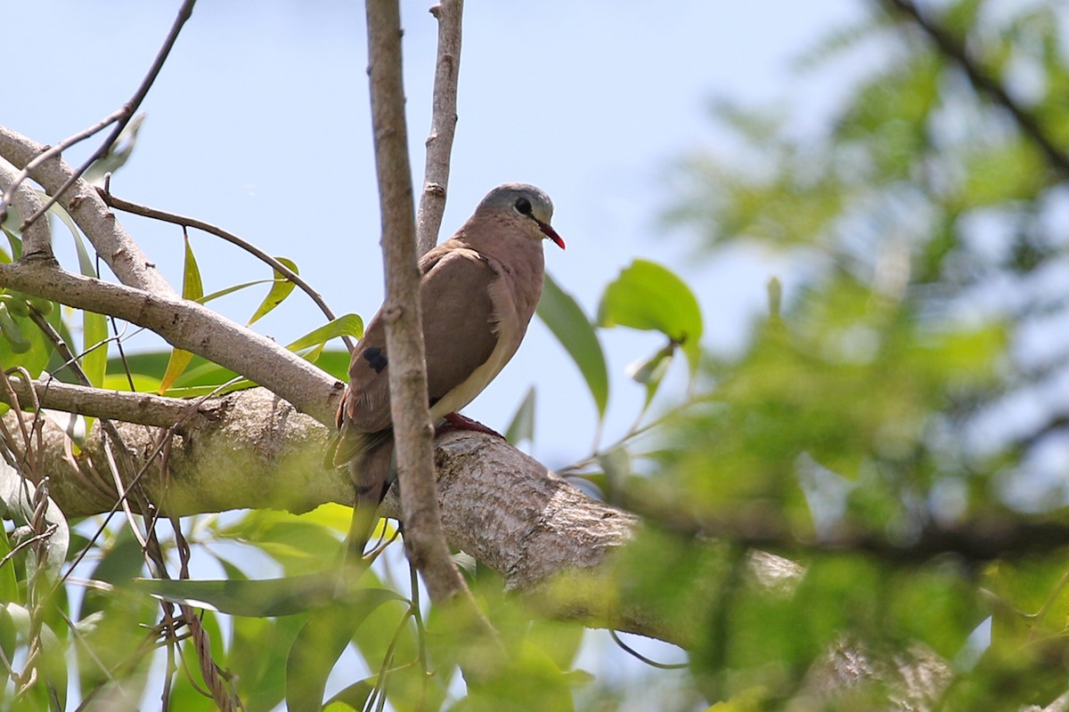 Blue-spotted Wood-Dove - Charley Hesse TROPICAL BIRDING