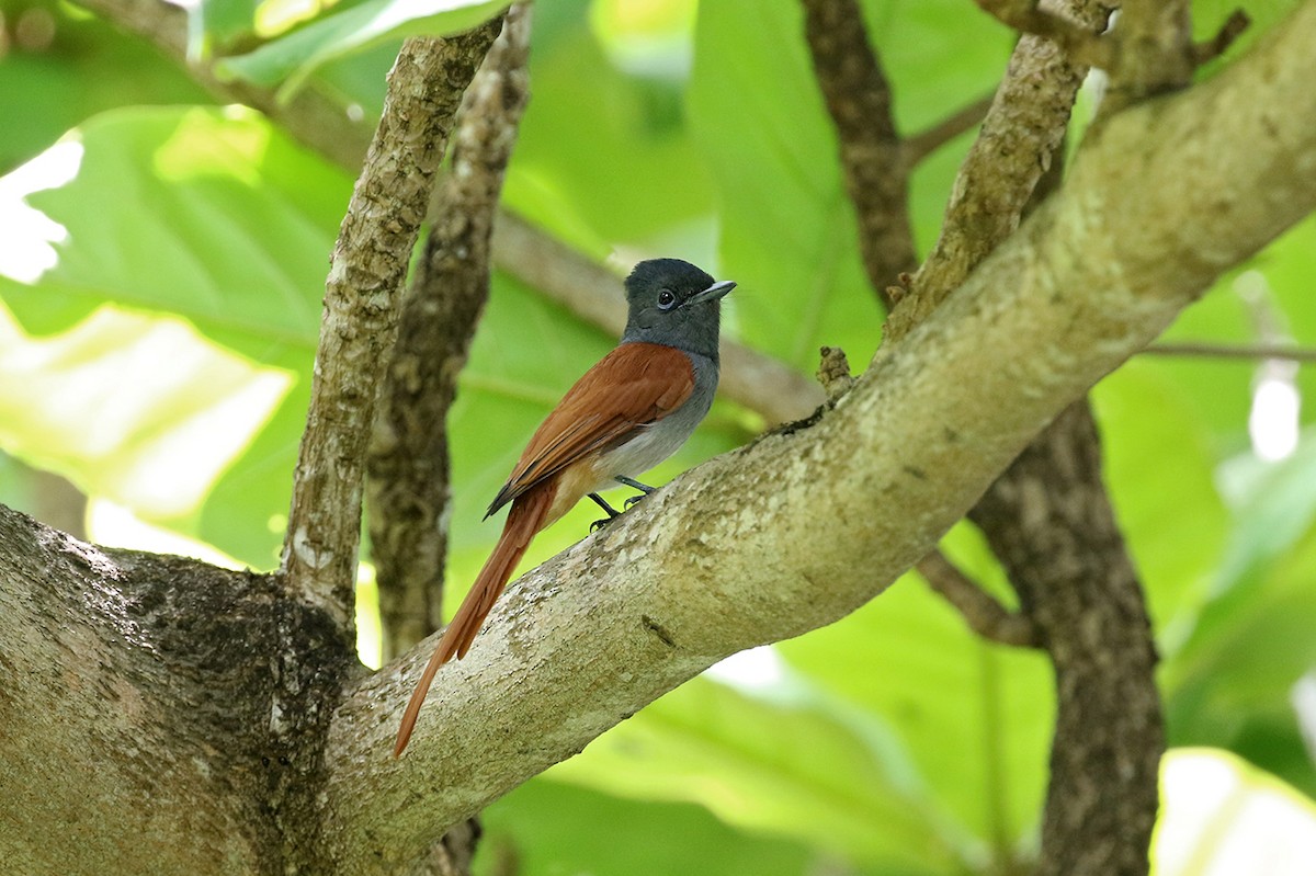 African Paradise-Flycatcher - Charley Hesse TROPICAL BIRDING