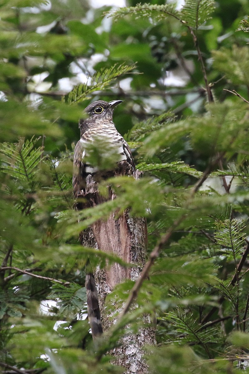 Barred Long-tailed Cuckoo - ML119424621