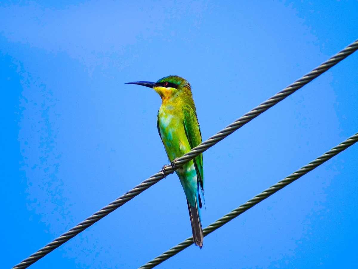 Blue-tailed Bee-eater - ML119425201
