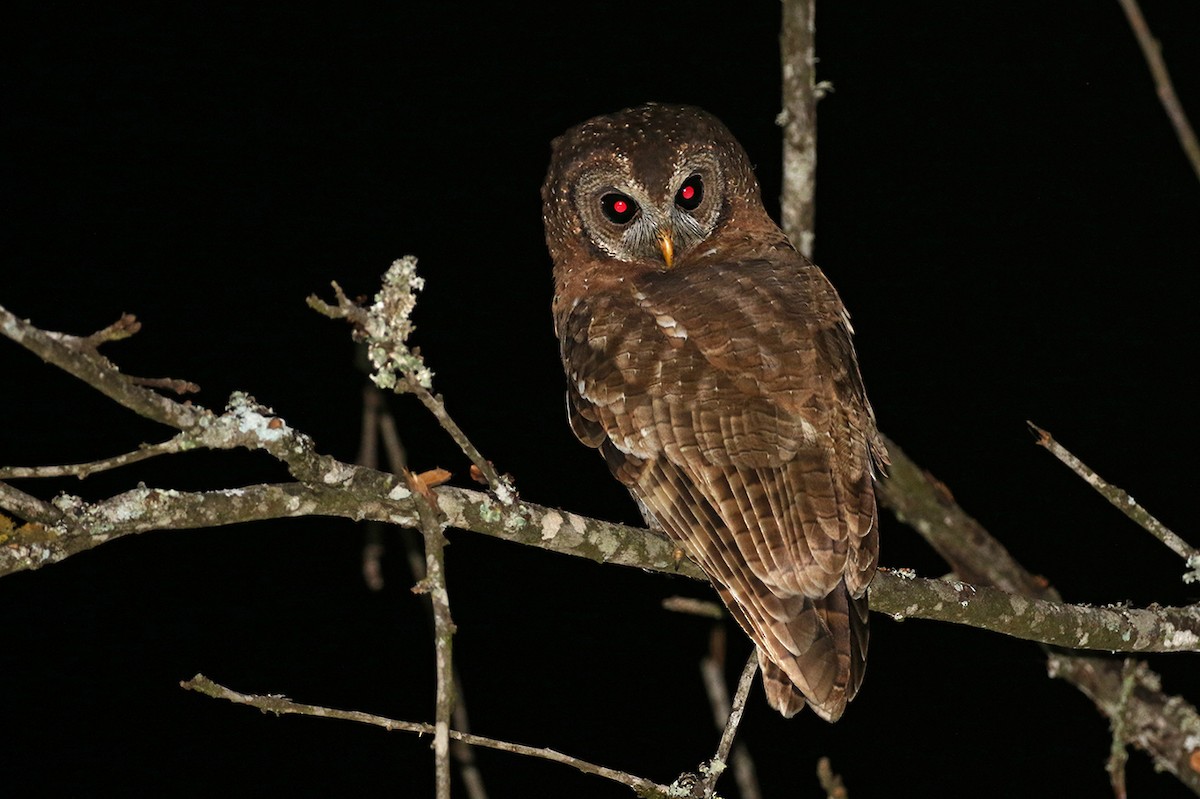 African Wood-Owl - Charley Hesse TROPICAL BIRDING
