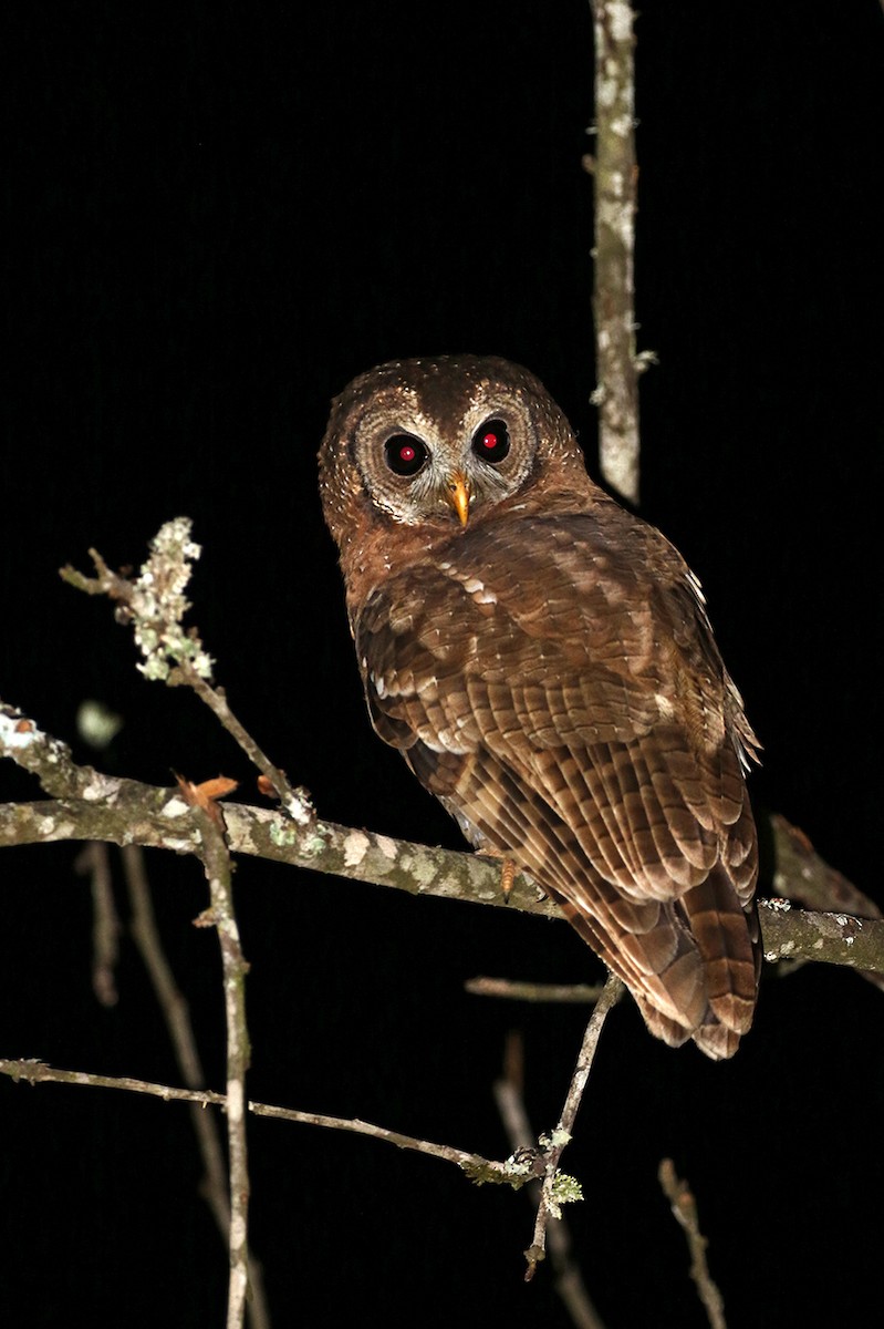 African Wood-Owl - ML119425531