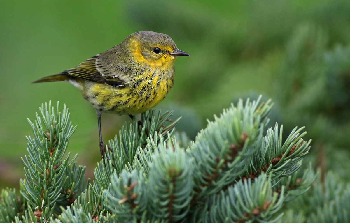 Cape May Warbler - ML119425711