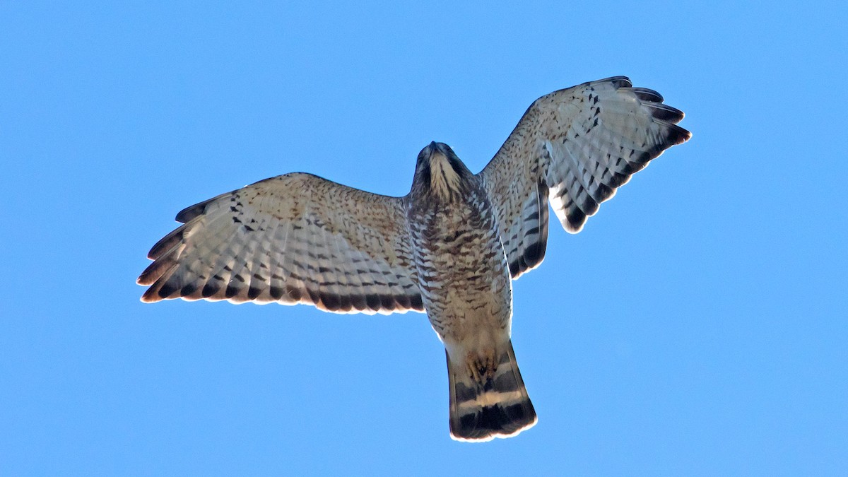 Broad-winged Hawk (Northern) - Bob Anderson