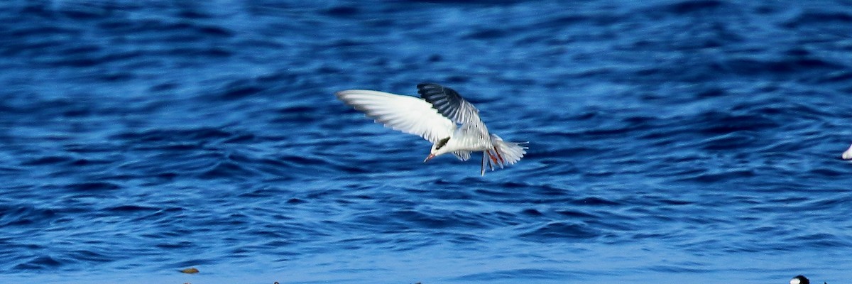 Common Tern - David Barton
