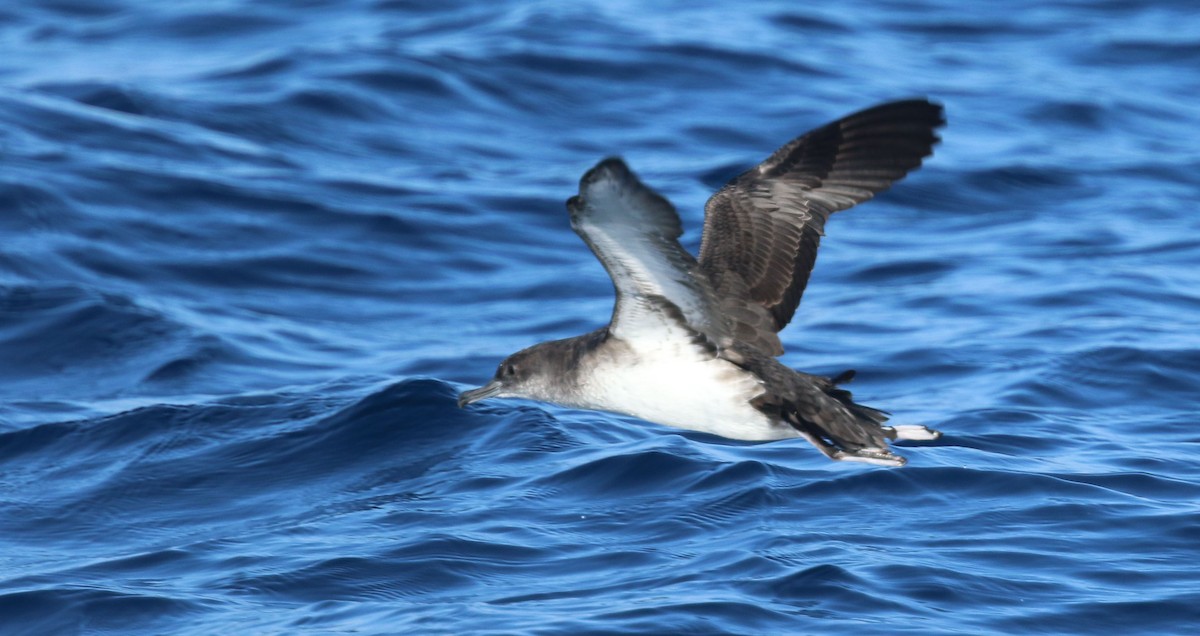 Pink-footed Shearwater - ML119427431