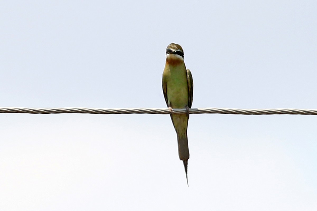 Madagascar Bee-eater - ML119427981