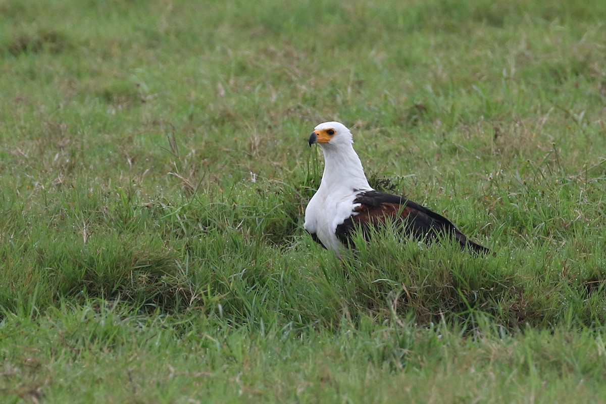 African Fish-Eagle - ML119429231
