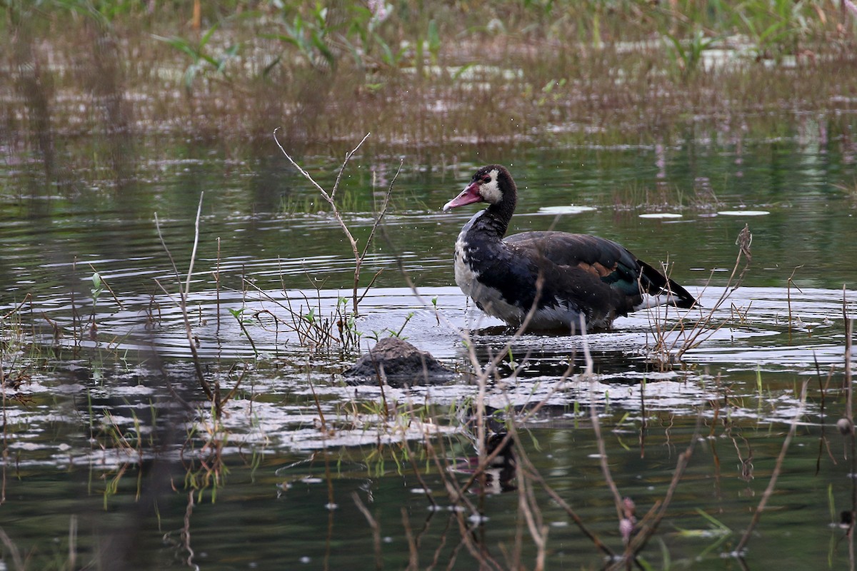 Spur-winged Goose (Northern) - Charley Hesse TROPICAL BIRDING