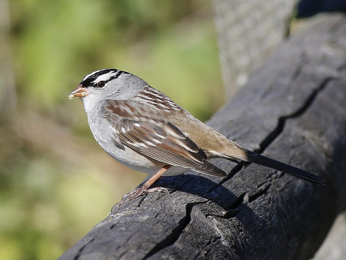 White-crowned Sparrow - Mike Lee