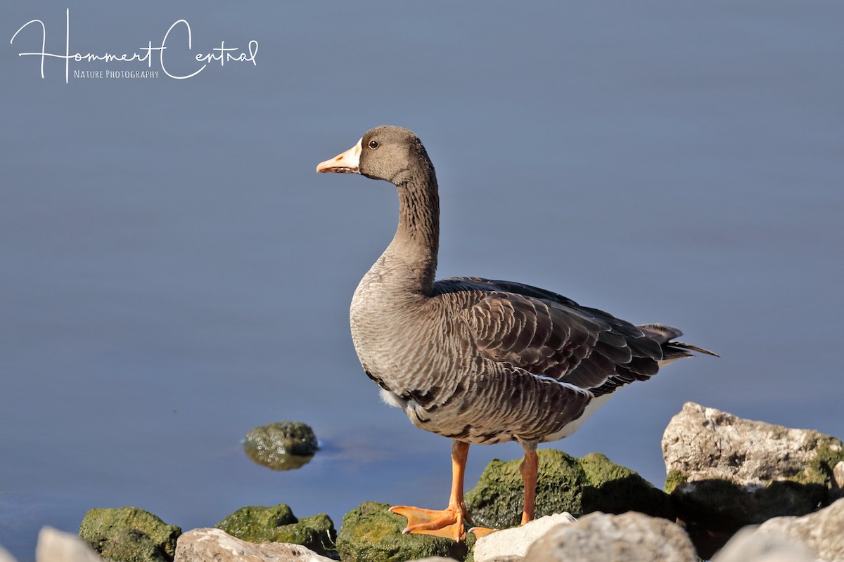 Greater White-fronted Goose - ML119431471
