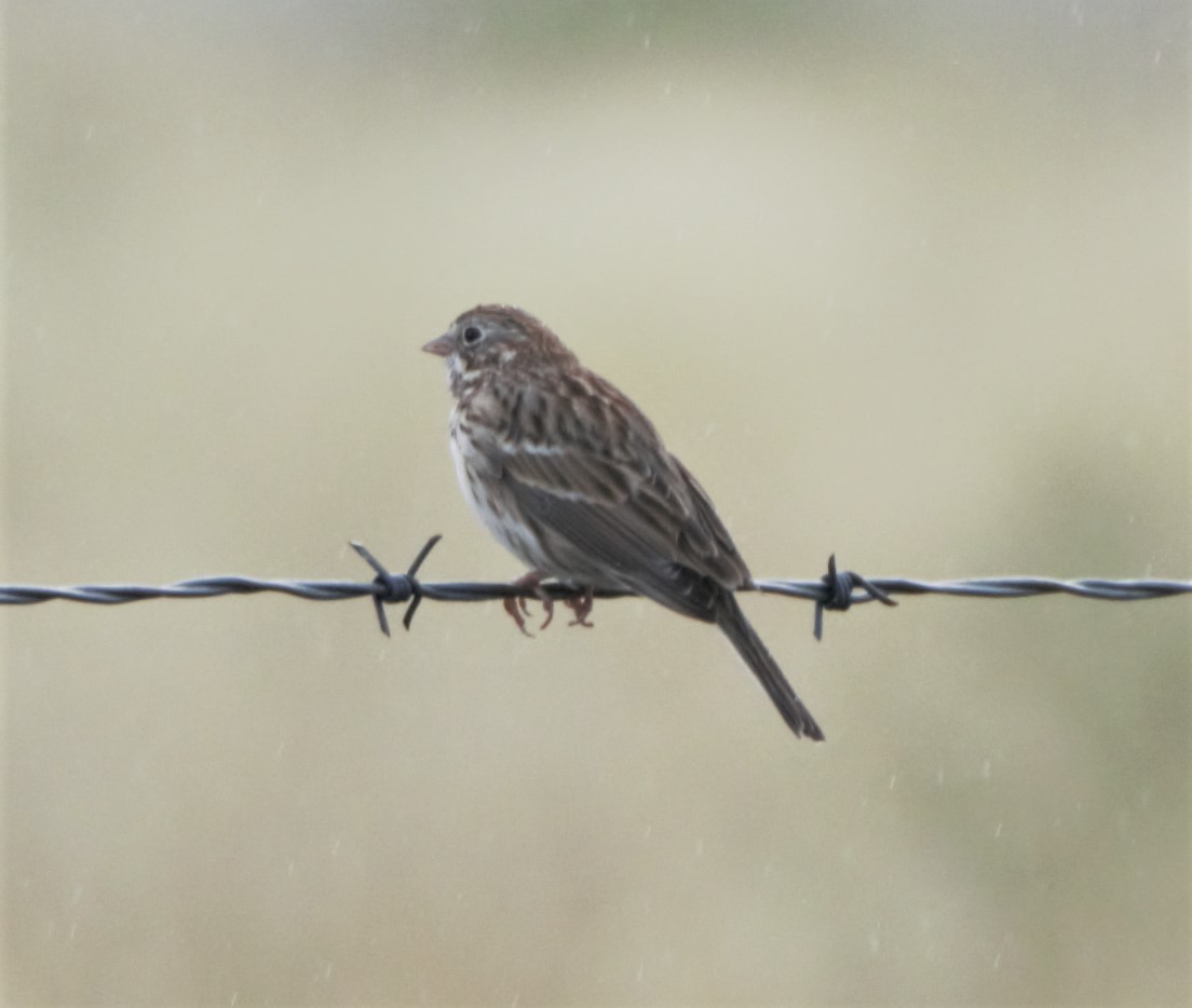 Vesper Sparrow - Sue Riffe
