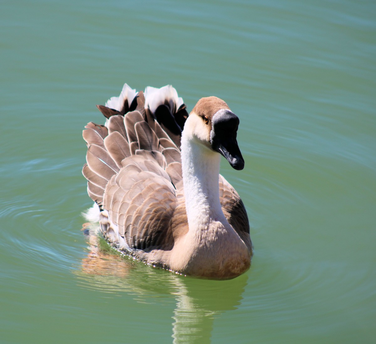 Swan Goose (Domestic type) - Diana Spangler
