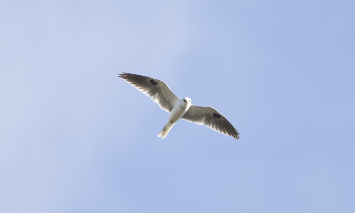White-tailed Kite - Brian Sullivan