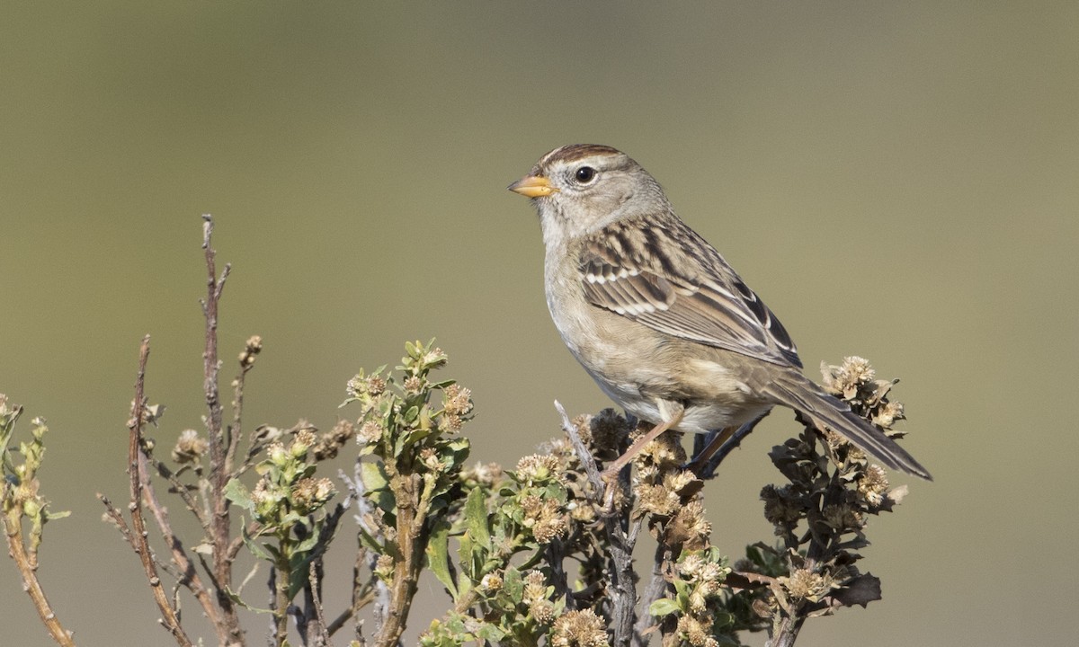 White-crowned Sparrow - Brian Sullivan