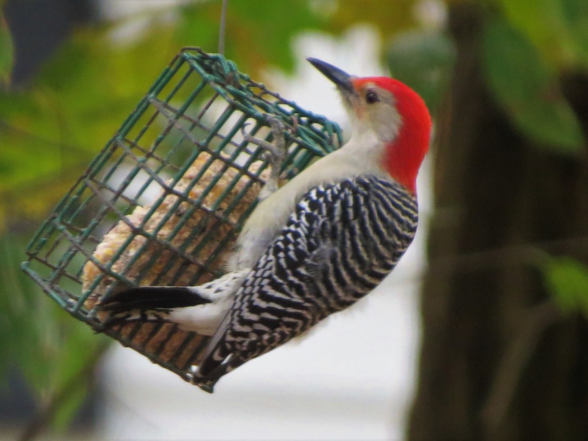 Red-bellied Woodpecker - ML119435581