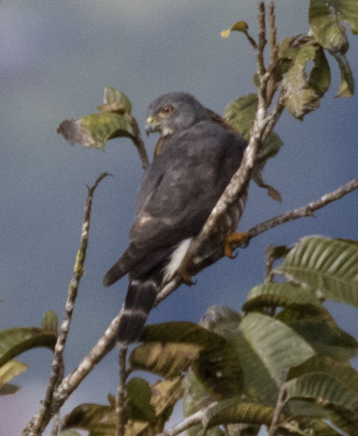 Double-toothed Kite - ML119436441