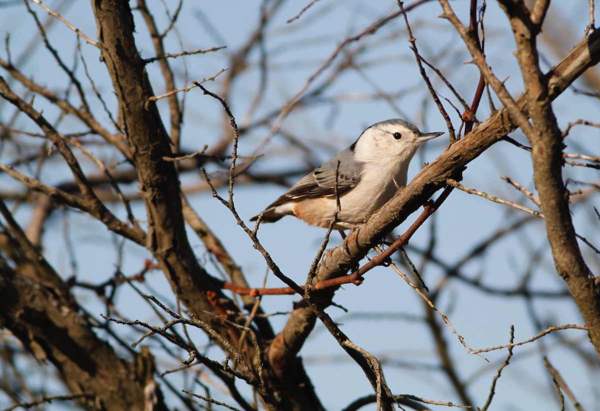 White-breasted Nuthatch - Taylor Sturm
