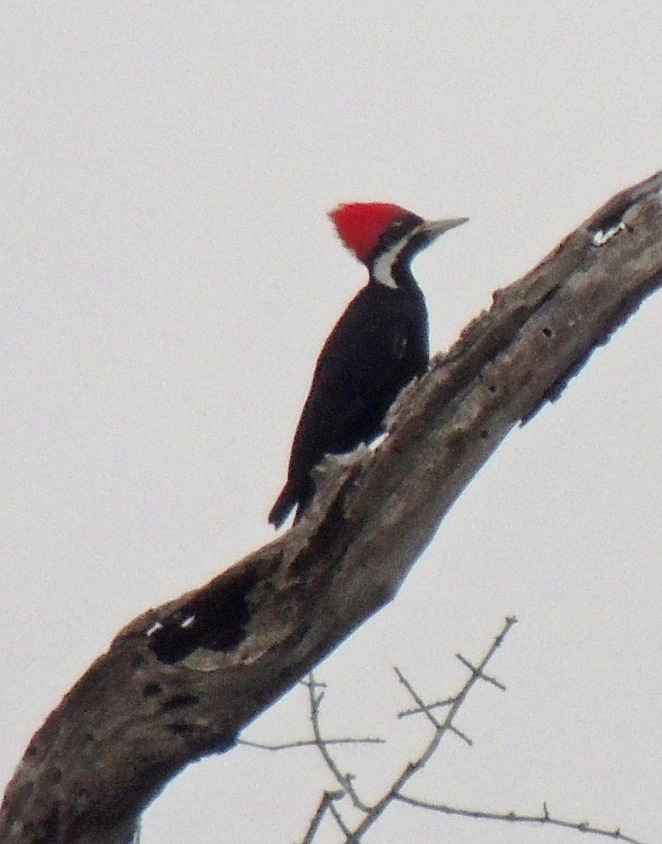 Black-bodied Woodpecker - Hugo Hulsberg