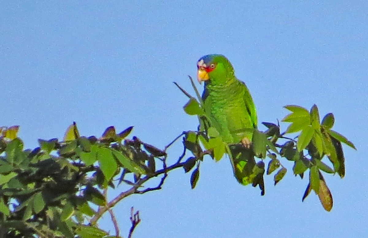 White-fronted Parrot - ML119440511