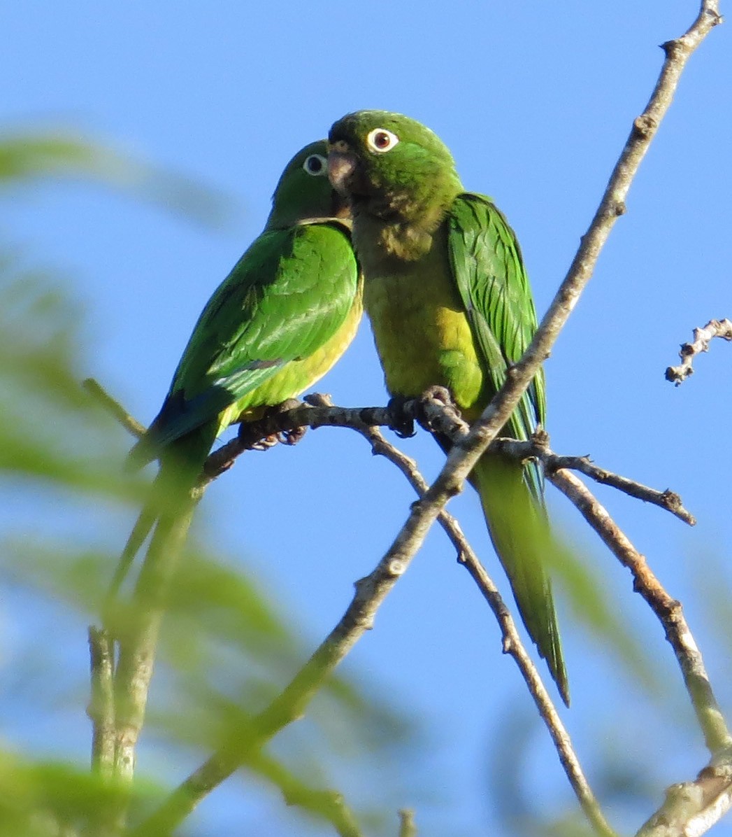 Olive-throated Parakeet (Aztec) - ML119440571