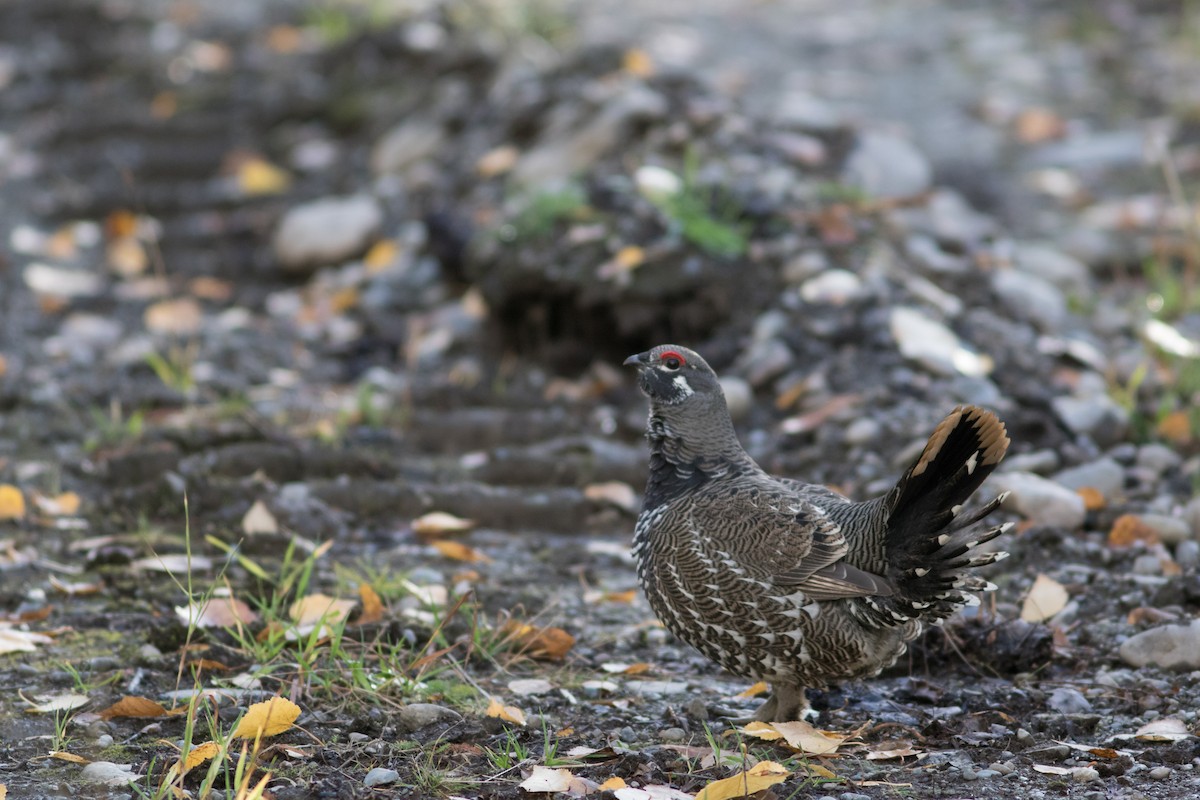 Spruce Grouse - Justin Saunders