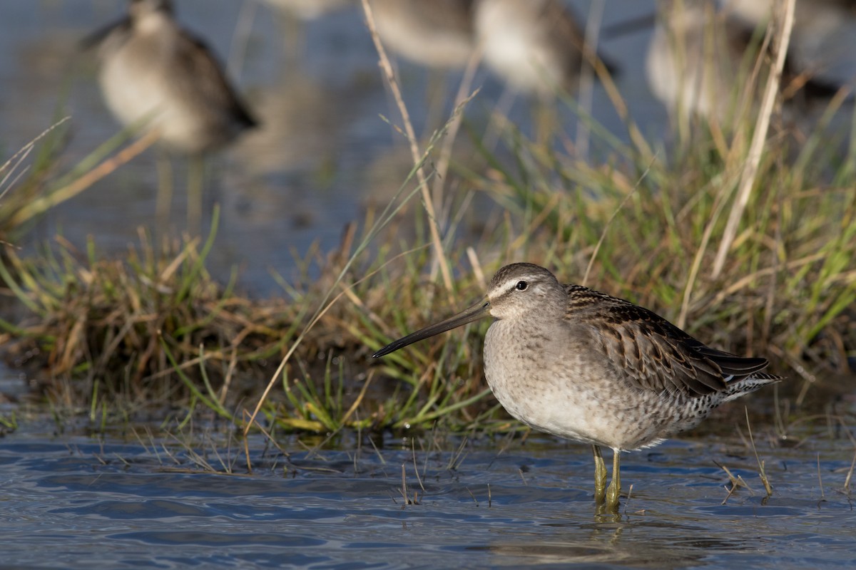 Long-billed Dowitcher - Justin Saunders