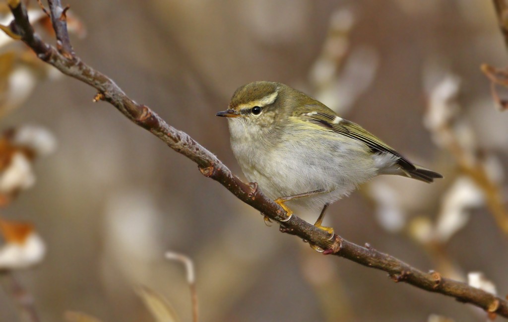Yellow-browed Warbler - ML119442851