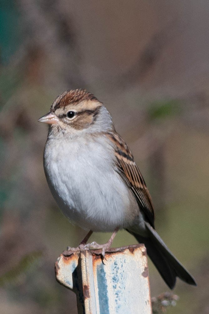 Chipping Sparrow - Jared Keyes
