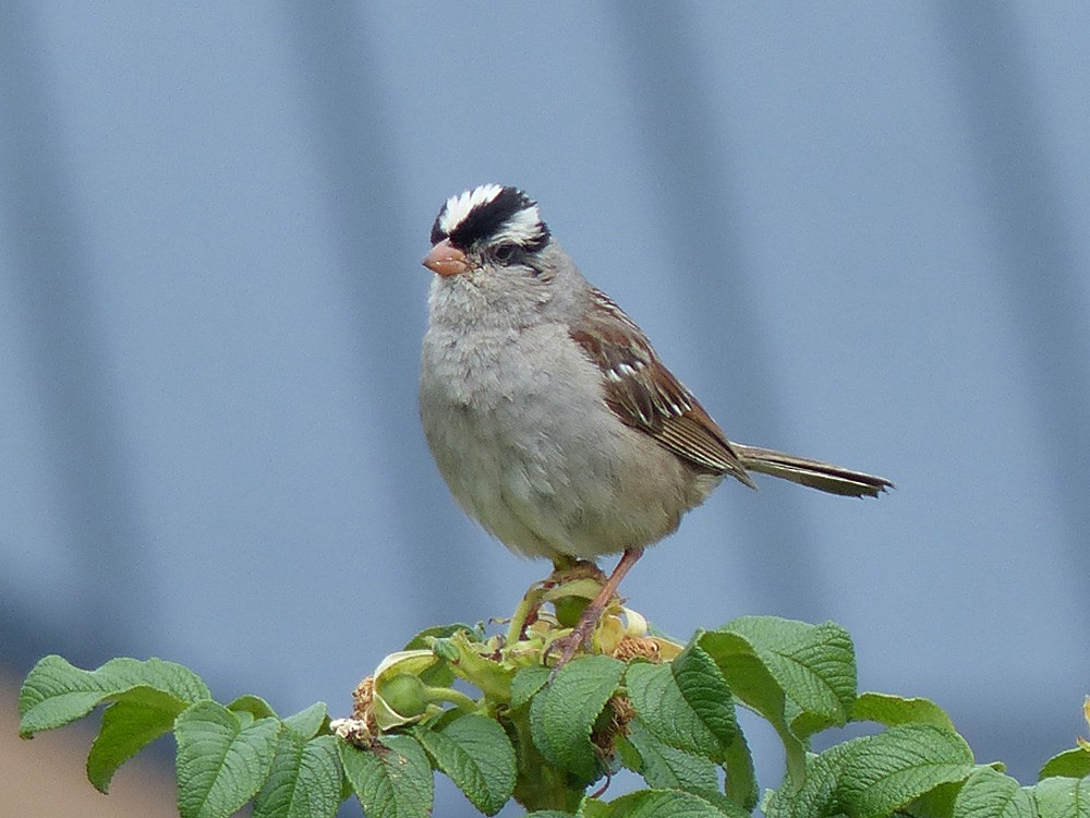 White-crowned Sparrow - Paul Prappas