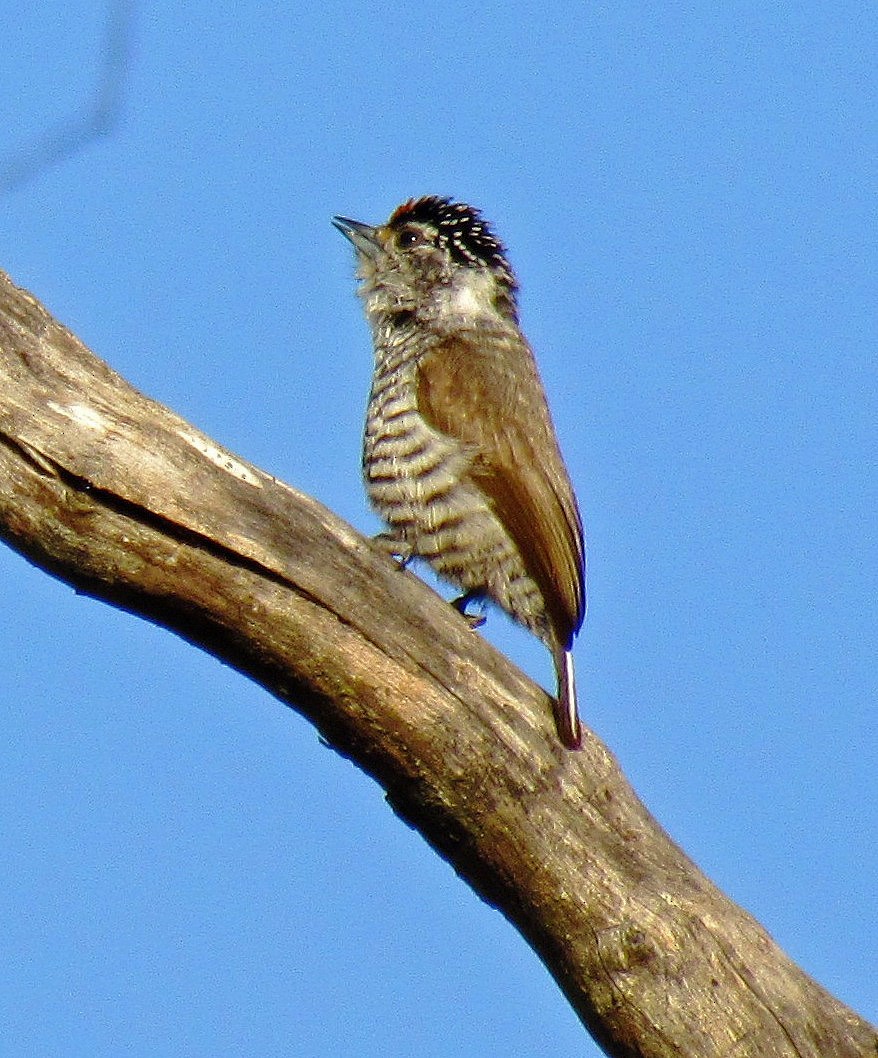 White-barred Piculet - ML119449971