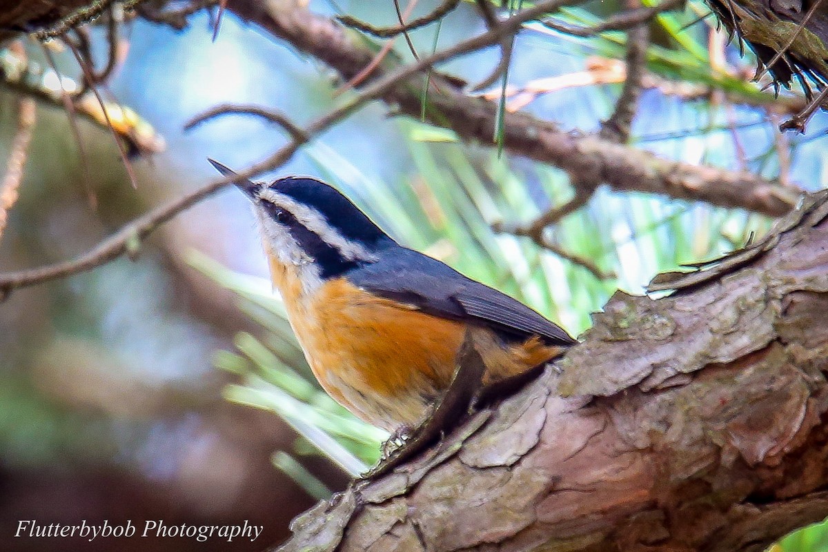 Red-breasted Nuthatch - ML119452511