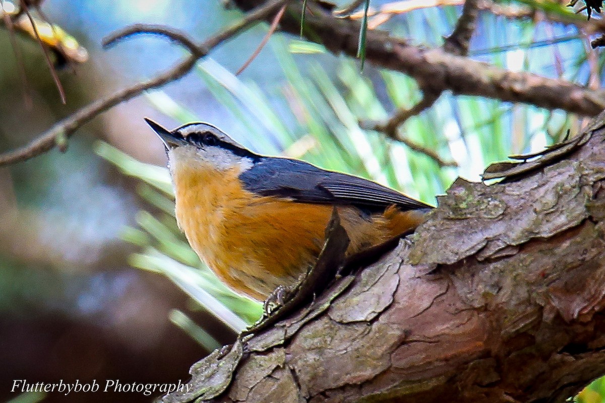 Red-breasted Nuthatch - ML119452581