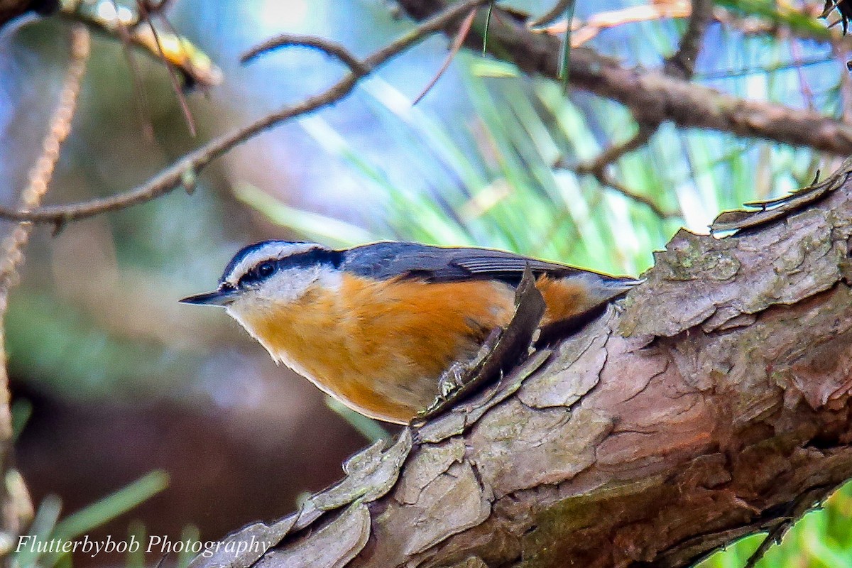 Red-breasted Nuthatch - ML119452711