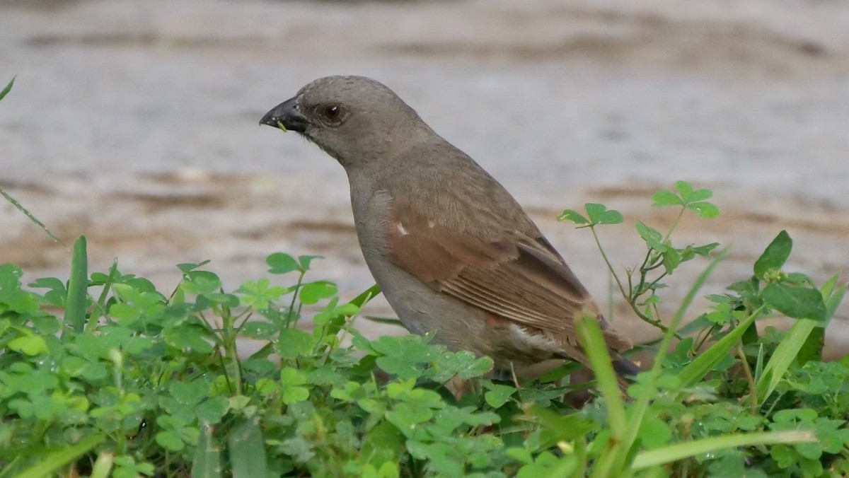 Parrot-billed Sparrow - ML119453151